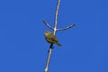 Orange Crowned Warbler bird isolated Royalty Free Stock Photo