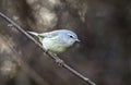 Orange- crowned Warbler songbird, Georgia USA