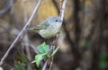 Orange- crowned Warbler songbird, Georgia USA