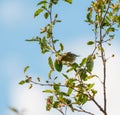 Orange crowned warbler feeding on tree top