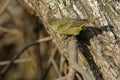 Orange-crowned Warbler - Leiothlypis celata