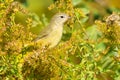 Orange-crowned Warbler - Leiothlypis celata