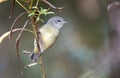 Orange crowned Warbler migrating songbird, Walton County, Georgia USA