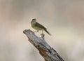 Orange-crowned warbler perched on a branch. Leiothlypis celata.