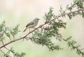 Orange-crowned warbler perched on a green branch. Leiothlypis celata.