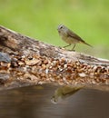 Orange-crowned warbler reflected on the water's surface. Leiothlypis celata.