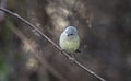 Orange- crowned Warbler songbird, Georgia USA