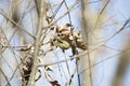 Orange-Crowned Warbler Hidden in Leaves Royalty Free Stock Photo