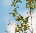 Orange crowned warbler feeding on tree top