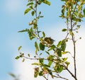 Orange crowned warbler feeding on tree top