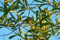 Orange crowned warbler feeding on tree top