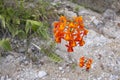 Orange crucifix orchid bloom in natural habitat