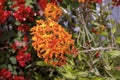 Orange Crucifix Orchid 835312