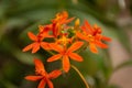 Orange Crucifix orchids in bloom