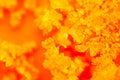 Orange crystals. Abstract background. Macro. Blur Royalty Free Stock Photo