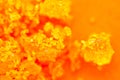 Orange crystals. Abstract background. Macro. Blur Royalty Free Stock Photo