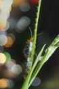 Orange Cucurbit Leaf Beetle climbing on the grass Royalty Free Stock Photo