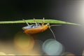Orange Cucurbit Leaf Beetle climbing on the grass