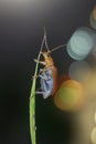 Orange Cucurbit Leaf Beetle climbing on the grass Royalty Free Stock Photo