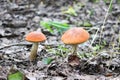 The orange-cup birch mushrooms grows in wild forest Royalty Free Stock Photo