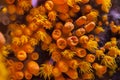 Orange cup coral (Tubastraea coccinea) Royalty Free Stock Photo