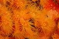 Orange Cup Coral (Tubastraea coccinea)