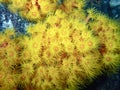 Orange Cup Coral Tubastraea coccinea in Baja California Royalty Free Stock Photo