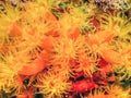 Orange cup coral,Tubastraea coccinea Royalty Free Stock Photo