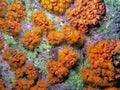 Orange cup coral, Tubastraea coccinea Royalty Free Stock Photo