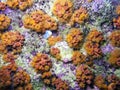 Orange Cup Coral; Tubastrea coccinea Royalty Free Stock Photo
