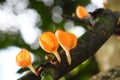 Orange Cup Mushroom in rain-forest Royalty Free Stock Photo