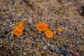 Orange Cup (Neottiella rutilans)