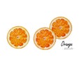 Orange cut.Hand drawn watercolor painting on white background.Vector illustration