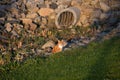 An orange cute cat is sitting on some rock next to grass sunlit by the fall evening sunset