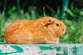 Orange cute guinea pig