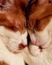 Orange tabby twin felines