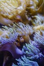 Orange cute tropical clown fish hiding on anemone