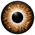 Orange 3d eye texture with black fringe Royalty Free Stock Photo