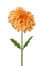 Orange Dahlia Royalty Free Stock Photo