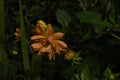 Orange dahlia in the allotment garden in autumn