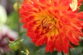 A orange Dahlia in bloom Royalty Free Stock Photo