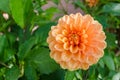 Orange dahlia flower Royalty Free Stock Photo