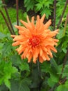 Orange dahlia flower Royalty Free Stock Photo