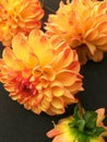 Orange dahlia flower on black background. Orange dahlia Flower. Orange dahlia isolated. Royalty Free Stock Photo