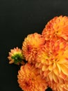 Orange dahlia flower on black background. Orange dahlia Flower. Orange dahlia isolated. Royalty Free Stock Photo