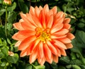 Orange Dahlia flower blossom on green foliage Royalty Free Stock Photo