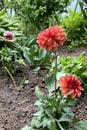 Orange Dahlia flower called Dahlia Sylvia in garden