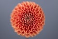 Orange dahlia flower centered on grey background Royalty Free Stock Photo