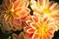 Orange Dahlia Flower Royalty Free Stock Photo