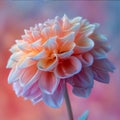 Orange dahlia flower close-up photo, blurred background. Flowering flowers, a symbol of spring, new life Royalty Free Stock Photo